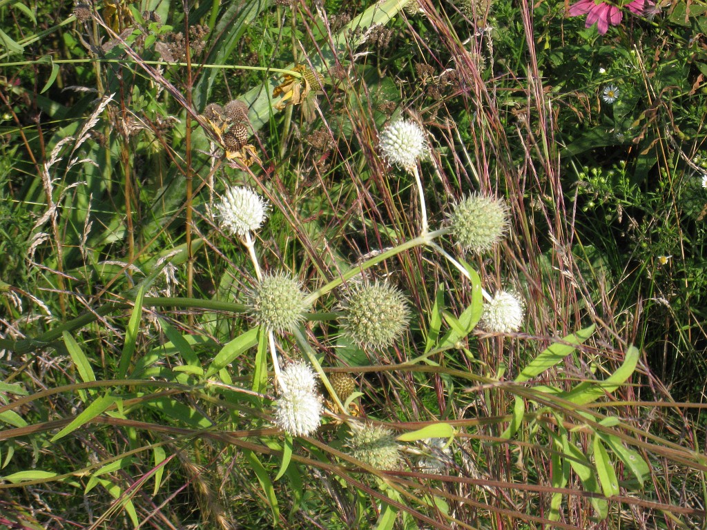 Michigans West Coast 2009 1220.jpg - Labor Day 2009. A trip along Michigans west coast to see beachs, art and buffets.